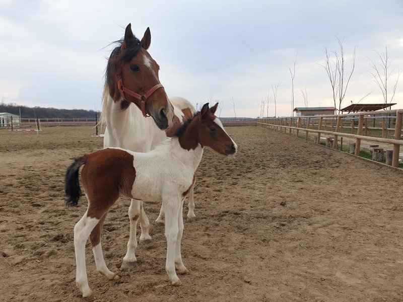 Hobby Land Ranch - Centru de echitatie