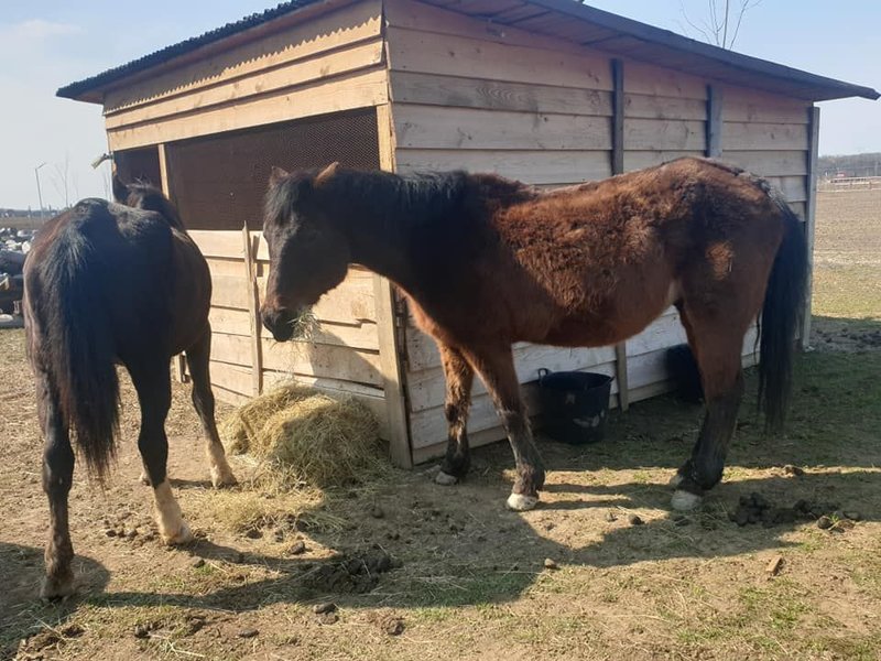 Hobby Land Ranch - Centru de echitatie